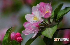 图片 【花木】常见花木西府海棠的繁殖方法和养殖要点