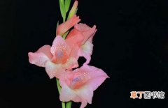 【植物】花卉植物唐菖蒲的种植方法和病虫害防治知识