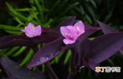 图片 【方法】紫鸭跖草的盆栽方法和养殖注意事项