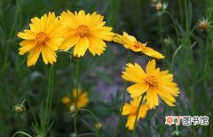 【植物】花卉植物金鸡菊的播种方法和种植栽培技术