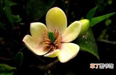 图片 【植物】花卉植物含笑花的盆栽方法和养殖注意事项