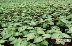 图片 【植物】盆栽观叶植物合果芋的养殖方法和注意事项