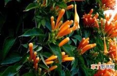 图片 【植物】花卉植物炮仗花的盆栽方法和栽培管理注意事项