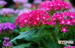 图片 【繁星花】草本花卉繁星花的养殖方法和注意事项