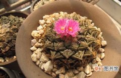 图片 【盆栽】室内盆栽花卉龟甲牡丹的养殖方法和注意事项