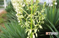 图片 【作用】观赏植物凤尾兰的作用用途和养殖管理方法