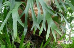 图片 【繁殖】植物鹿角蕨的繁殖方法和养殖注意事项