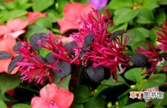 【花木】常见花木红花继木的种植方法和栽培技术