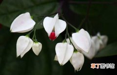 【植物】花卉植物龙吐珠花的盆栽方法和养护管理要点