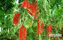 【植物】花木植物红千层的繁殖方法和栽培种植技术