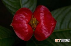 【花卉】嘴唇花是一种什么花卉植物？嘴唇花图片