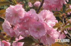 【樱花】种植樱花树的作用和用途有哪些？