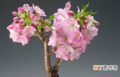 图片 【盆栽】樱花的盆栽方法和养殖注意事项