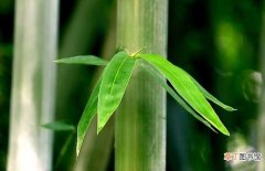 【竹子】解读中国文化中竹子的精神品质