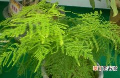 【植物】盆栽植物文竹有毒吗？