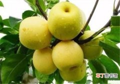 过敏性鼻炎吃什么水果好 5种治疗鼻炎的水果