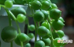 图片 【盆栽】多肉植物盆栽佛珠吊兰的养殖方法和注意事项