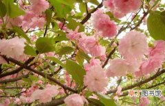 【樱花】种植樱花树一般几年开花？