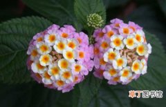 【植物】花卉植物五色梅的种植方法和病虫害防治知识