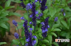 【鼠尾草】蓝花鼠尾草怎么种植？蓝花鼠尾草的育苗方法和盆栽技术