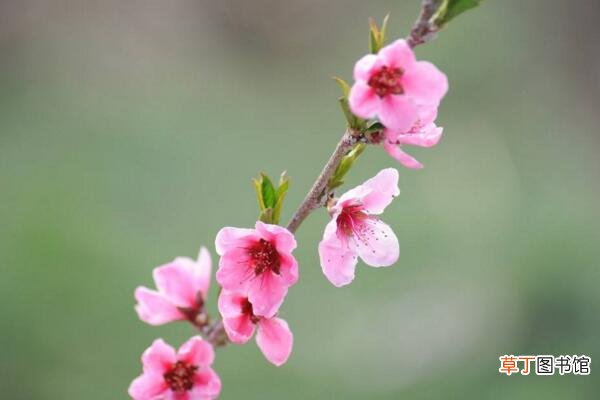 【冬天】桃花冬天的养殖方法有哪些？