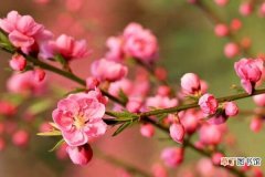 【冬天】桃花冬天的养殖方法有哪些？