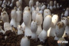 【种植】阳台种植蘑菇的方法有哪些？