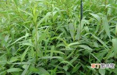 【栽培】竹柳的种植方法和栽培技术介绍