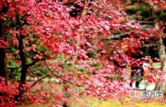【树】红枫树怎么繁殖？红枫树的几种繁殖方法介绍
