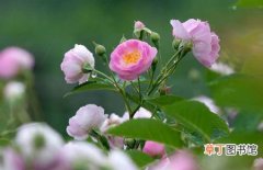 【种子】蔷薇花种子怎么种？蔷薇种子的播种方法和管理要点