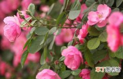 【繁殖】蔷薇花的繁殖方法和养殖注意事项