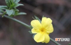 【常见】迎春花的常见品种分类和生长习性介绍