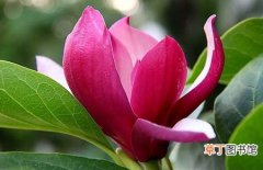 【生长习性】紫玉兰的生长习性和盆栽养殖方法介绍