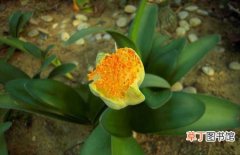 【植物】花卉植物虎耳兰的养殖方法和注意事项