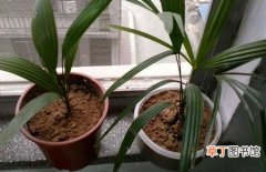 【棕榈树】盆栽棕榈树怎么养？盆栽棕榈树的养殖方法和注意事项