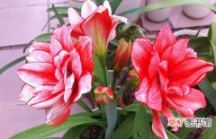 图片 【花卉】盆栽花卉朱顶红的养殖方法和日常管理要点