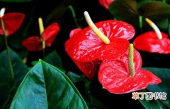 【植物】花卉植物红掌的生长习性和养殖条件