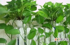 图片 【植物】盆栽植物绿萝吊兰的养殖方法和注意事项
