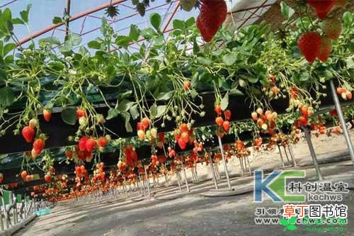 【无土栽培】草莓无土栽培较实用的模式有哪些？