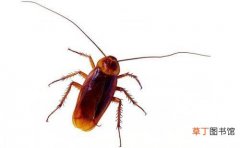 家里怎么预防蟑螂 怎样灭蟑螂最有效