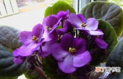 图片 【紫罗兰】盆栽紫罗兰的养殖方法和注意事项