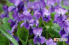 【养殖方法】紫罗兰怎么养？紫罗兰的养殖方法和注意事项