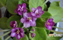 【盆栽】非洲紫罗兰的盆栽养殖方法和注意事项