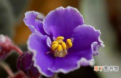 【栽培】种植栽培紫罗兰的常见病虫害及防治技术