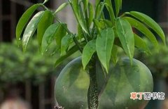 图片 【植物】盆栽植物元宝树的养殖方法和注意事项