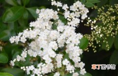 图片 【植物】花卉植物珍珠梅的养殖方法和注意事项