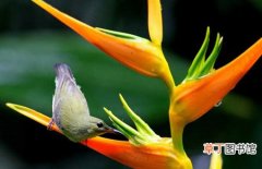 【花卉】盆栽花卉天堂鸟的养殖方法和病虫害防治知识