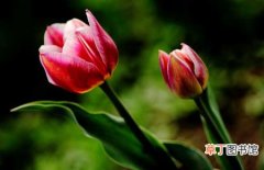 【生长习性】郁金香的生长习性和种植养殖条件介绍
