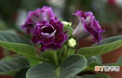 【繁殖】非洲紫罗兰如何繁殖？非洲紫罗兰的繁殖方法介绍