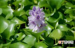 【莲】植物水浮莲的作用和危害及治理方法